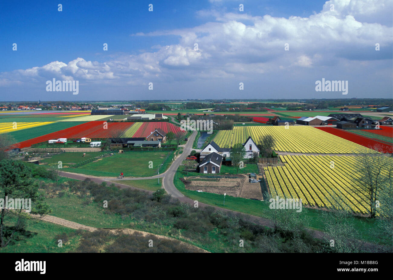 The Netherlands. Egmond-Binnen. Tulip fields. Stock Photo