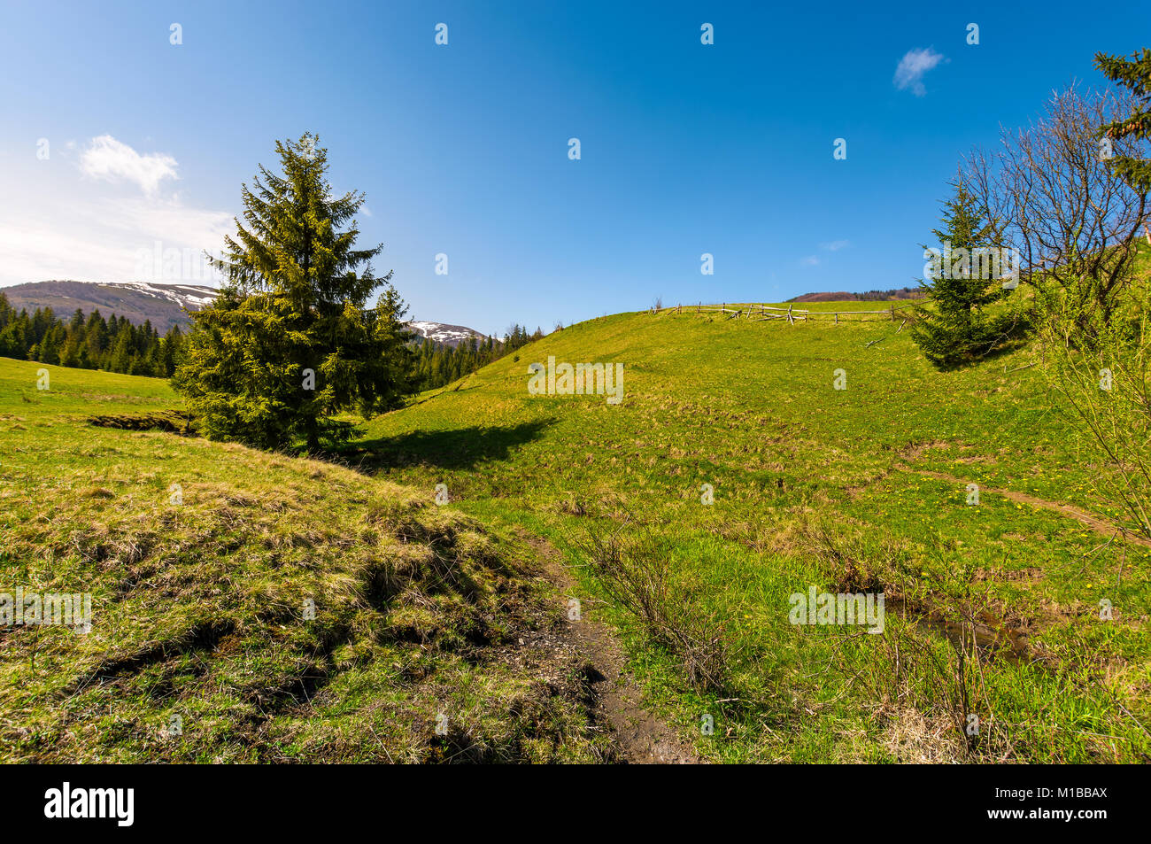 Spring Grassy Path path along the grassy slope in forested area. beautiful springtime ...