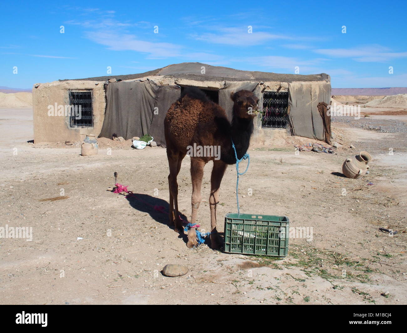 Page 3 One Humped Camel High Resolution Stock Photography And Images Alamy