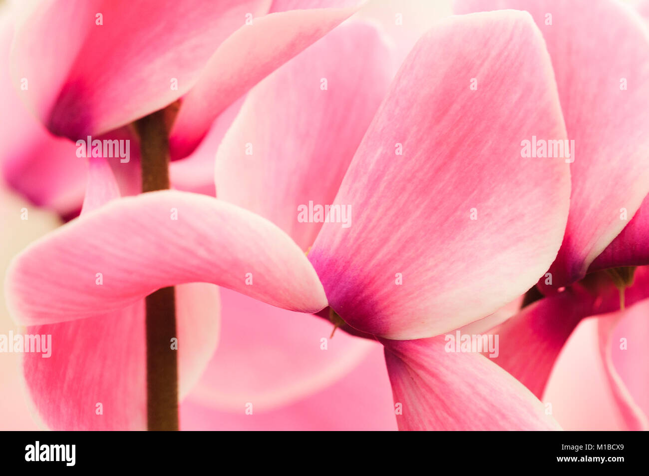 Cyclamen - Alpenveilchen Stock Photo