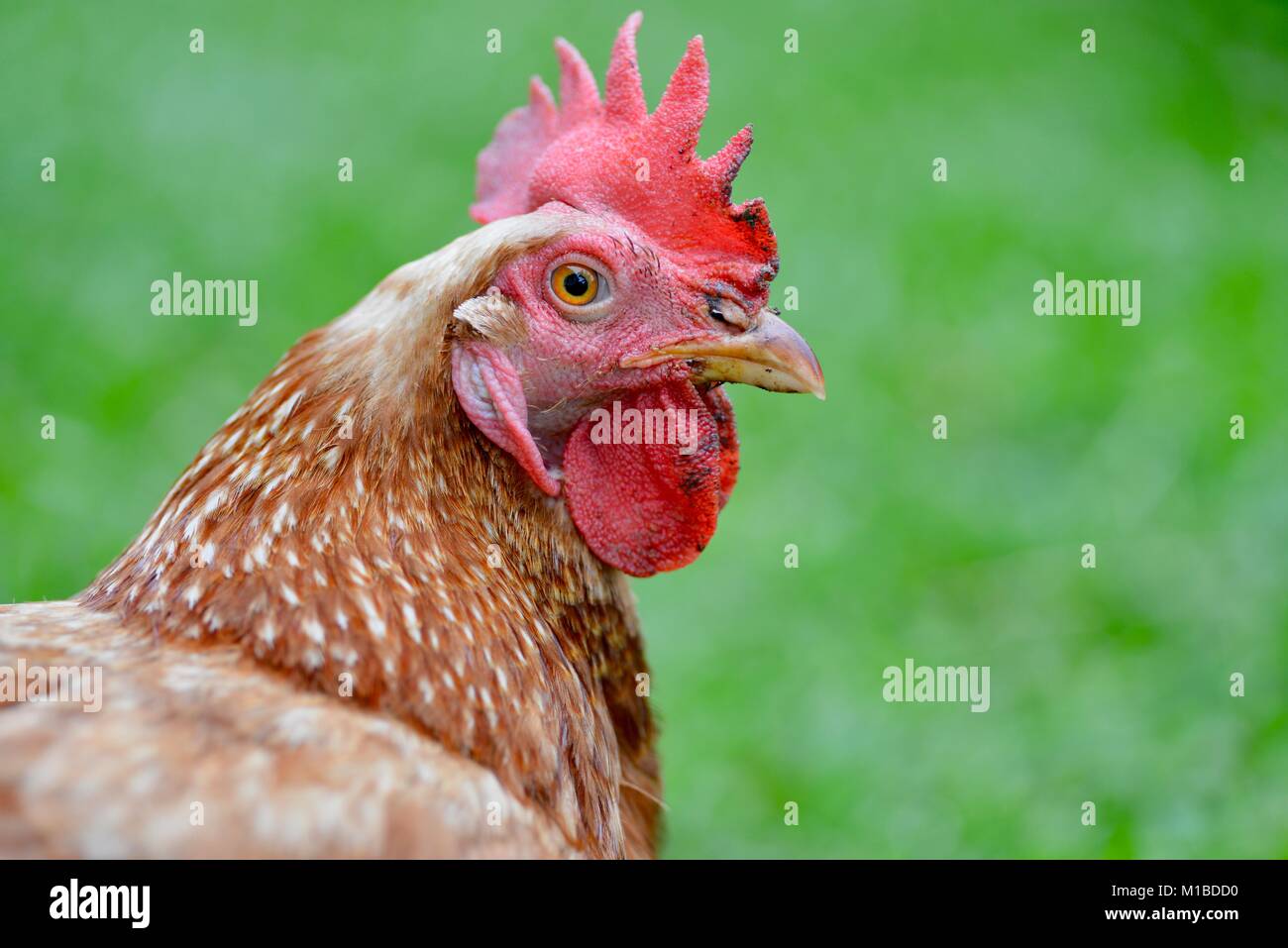 Rhode Island red chicken portrait, Townsville, Queensland, Australia