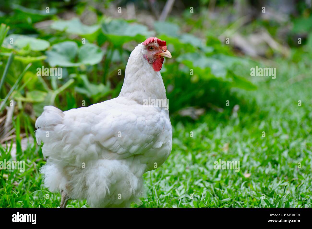 Download White layer hen foraging on a lawn, Townsville, Queensland ...
