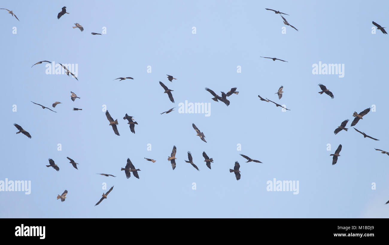 Wind power black kites hi-res stock photography and images - Alamy