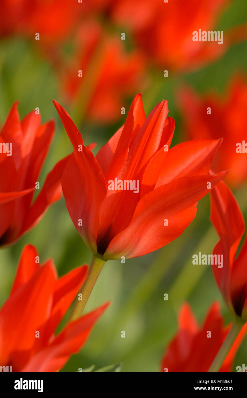 Tulpe - tulipa - tulip Stock Photo