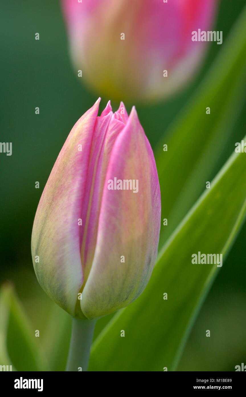 Tulipa - Tulpe Stock Photo