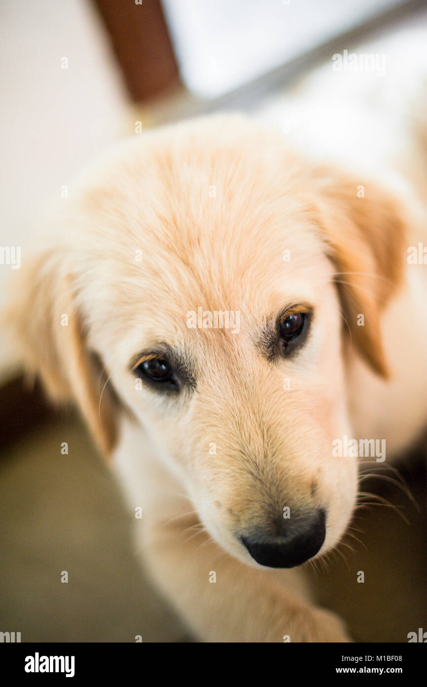 portrait of dog golden retriever puppy in his home Stock Photo - Alamy