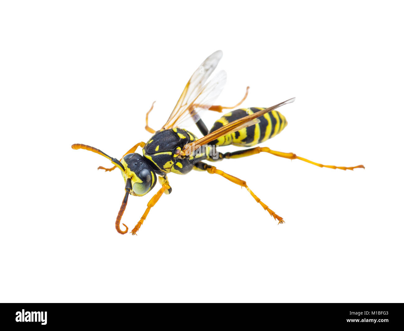 Yellow jacket wasp hires stock photography and images Alamy