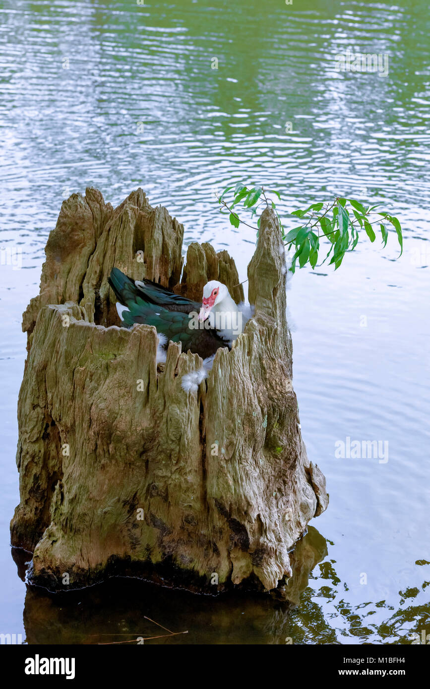 Duck sitting on eggs, the nest in a hollowed out tree stump on lake caroline panama city florida