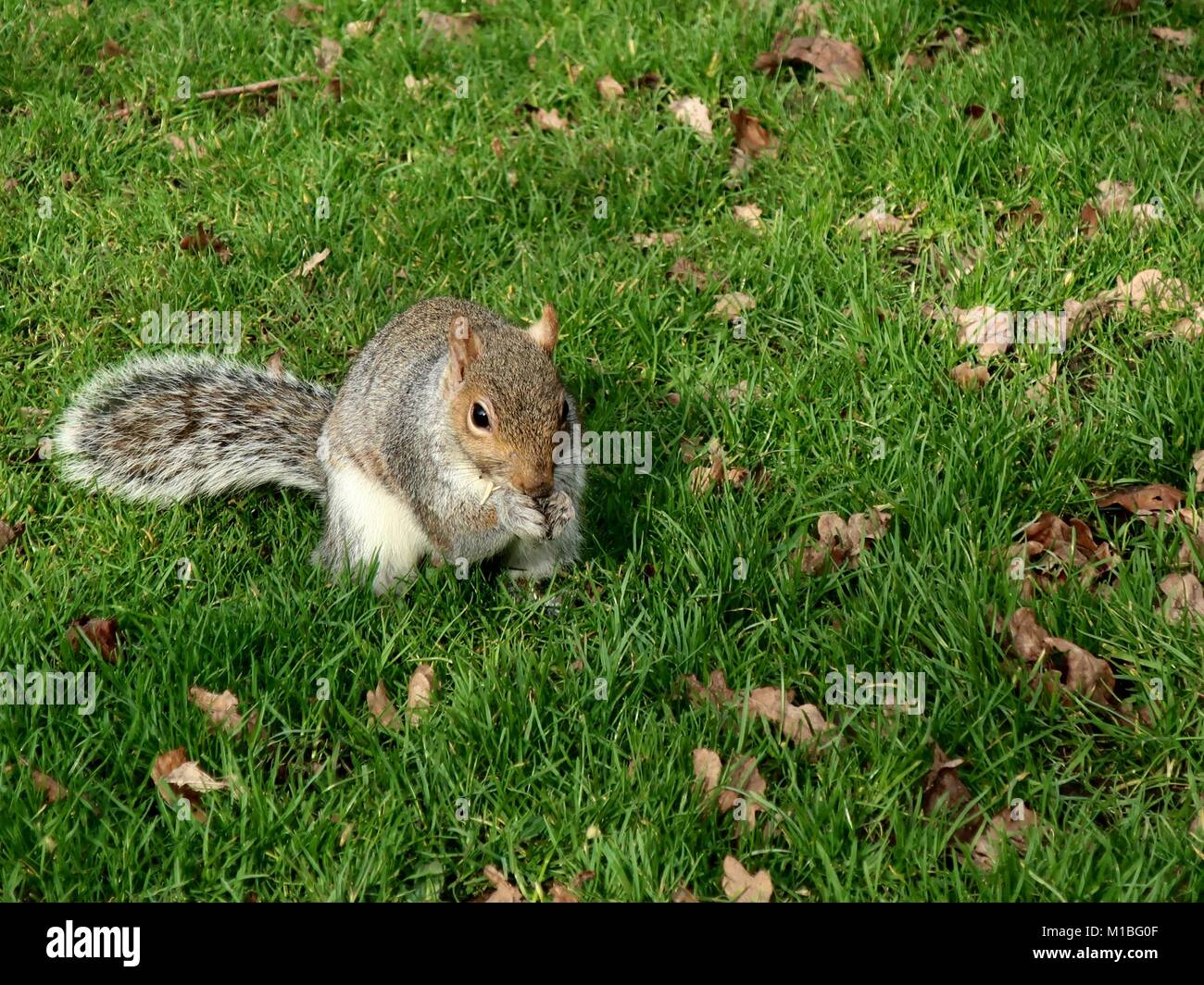 Christchurch squirrel hires stock photography and images Alamy