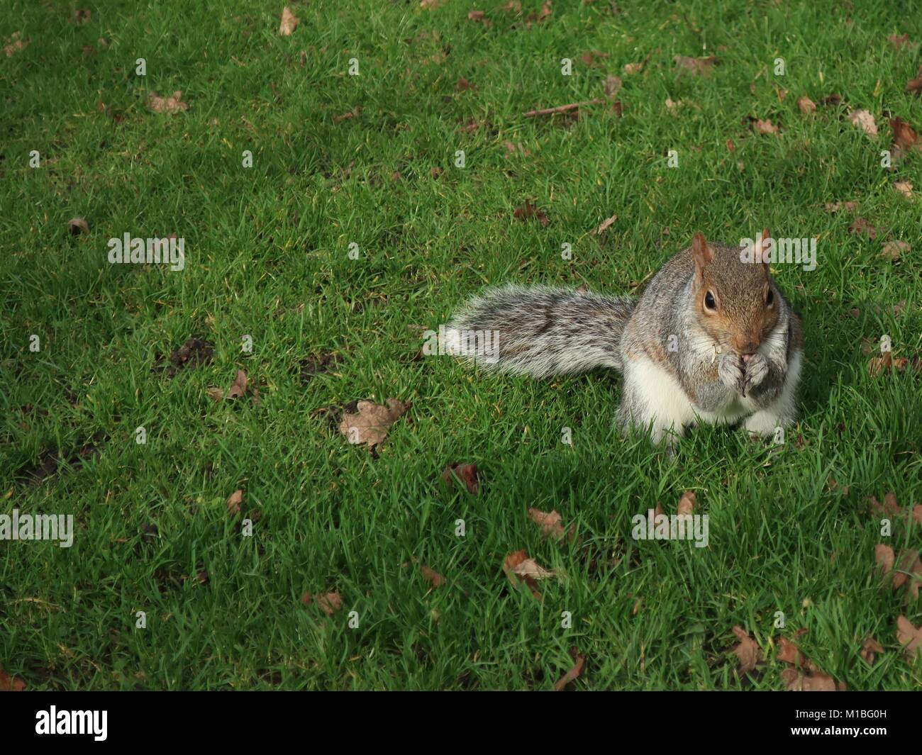 Grey squirrel eating seeds sitting on the grass in Christchurch Park