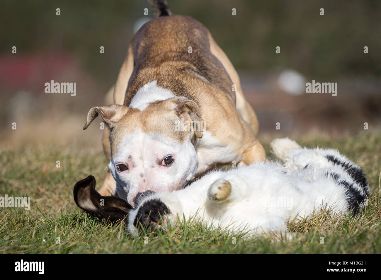 Dog eating a rabbit, raw dog feeding prey model Stock Photo - Alamy