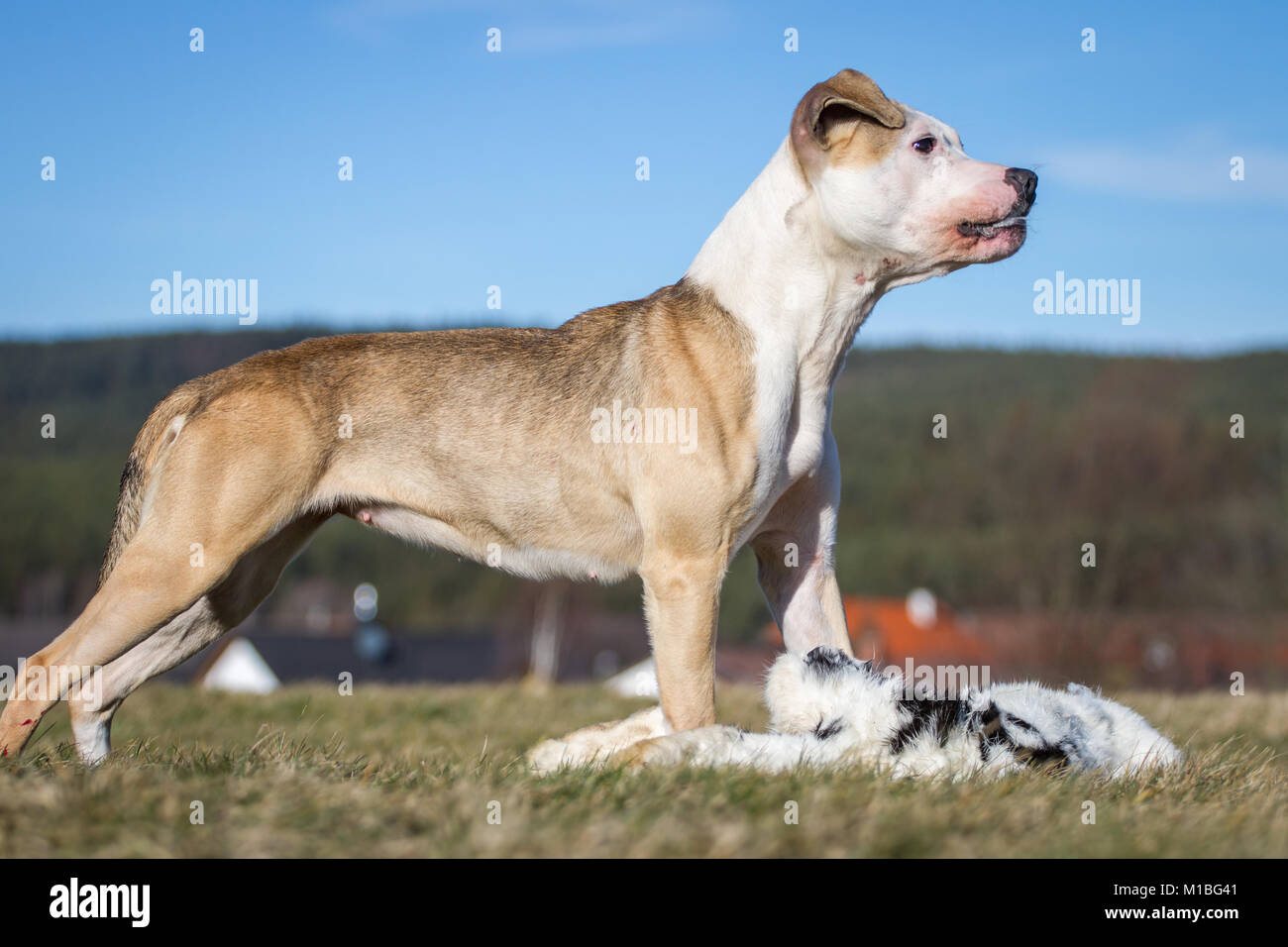 Dog eating a rabbit, raw dog feeding prey model Stock Photo - Alamy