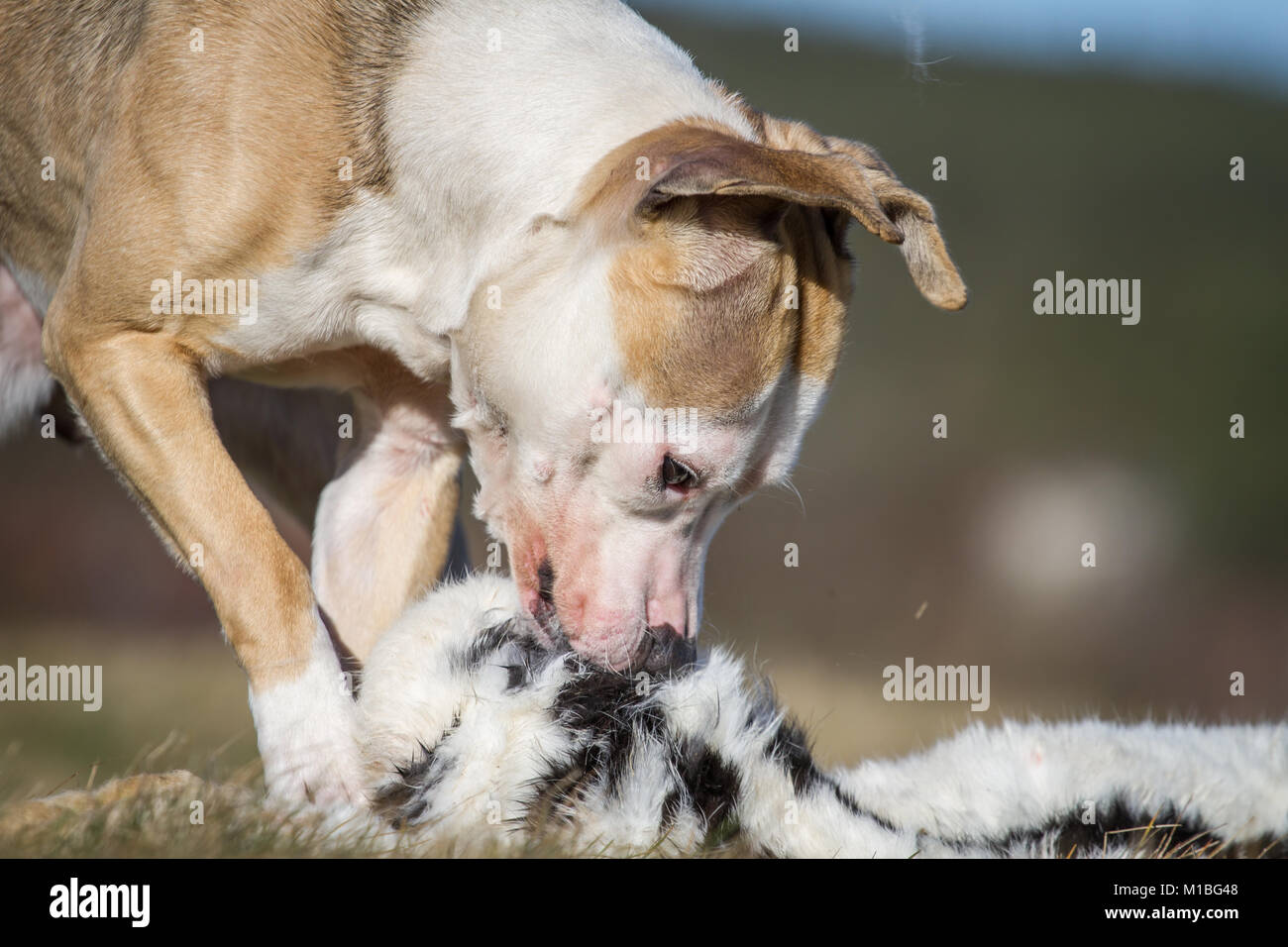 Dog eating a rabbit, raw dog feeding prey model Stock Photo - Alamy