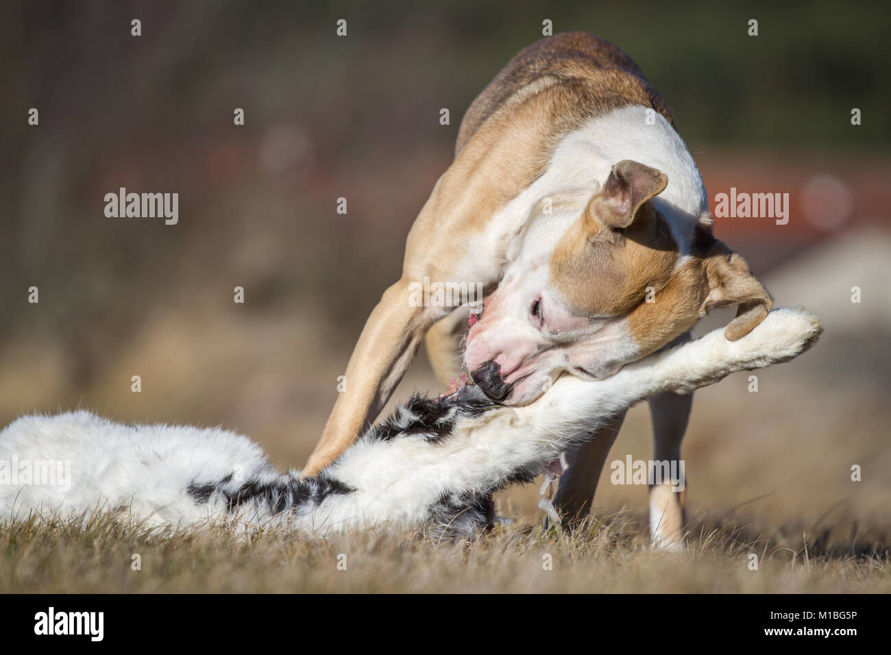 Can A Dog Eat A Rabbit