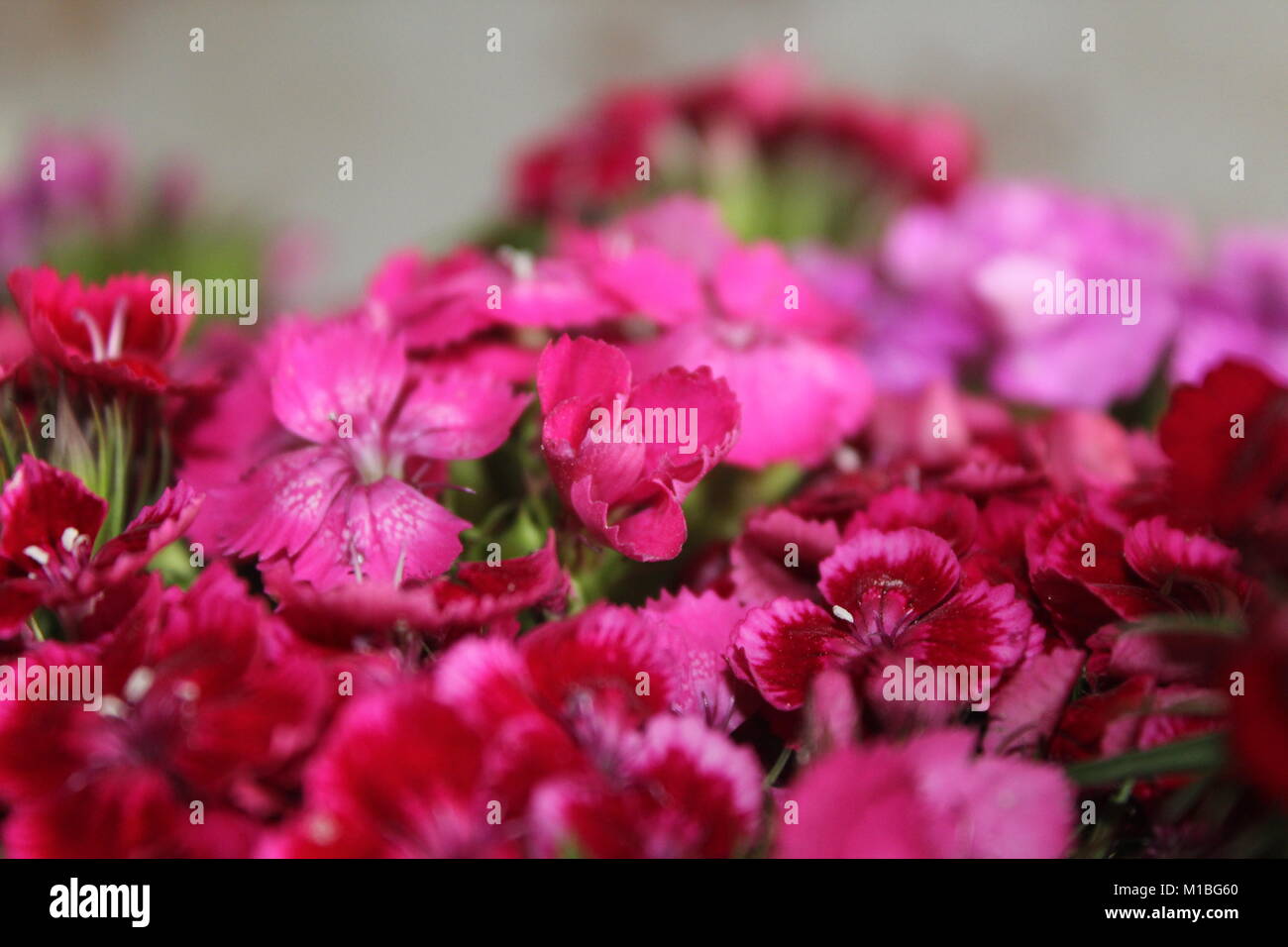 flowers in Stock Photo Alamy