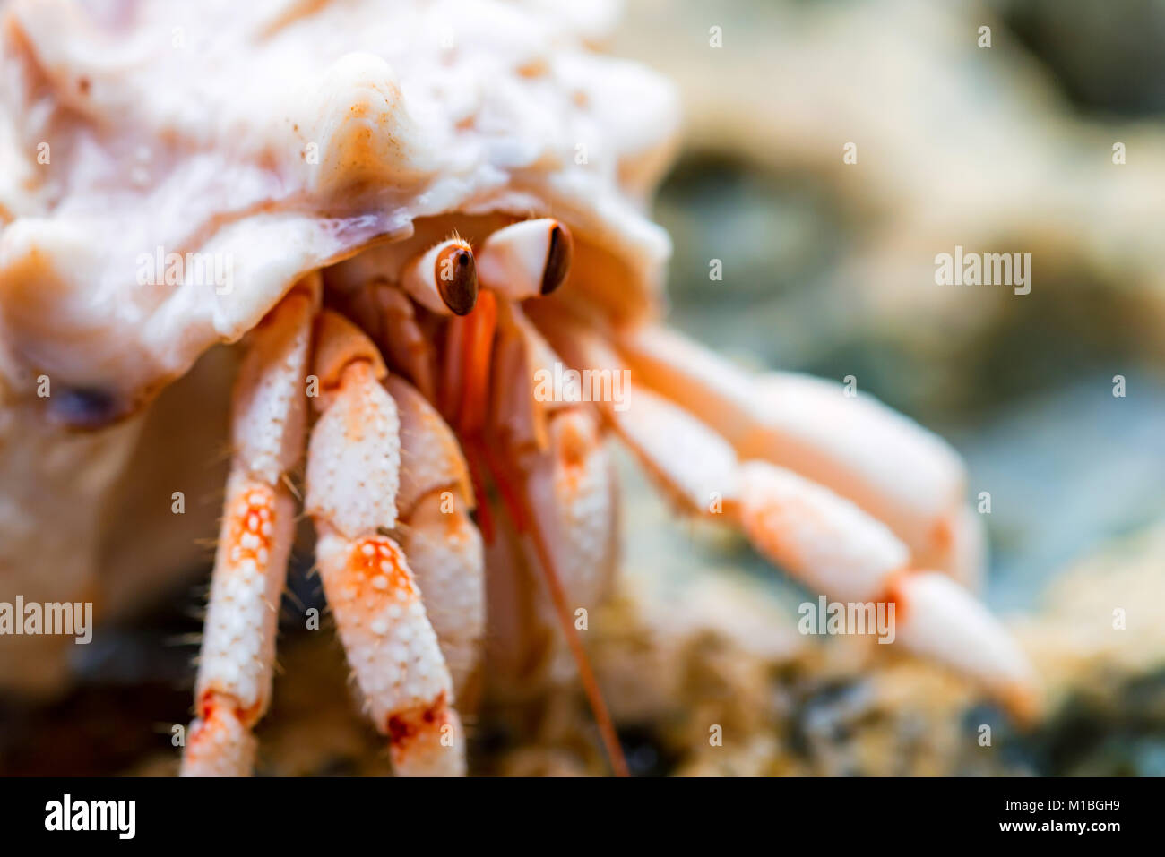 Hermit crab close-up Stock Photo - Alamy