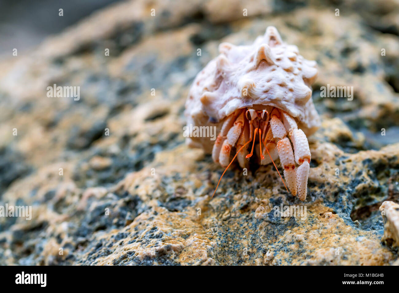 Crab Eye High Resolution Stock Photography and Images Alamy