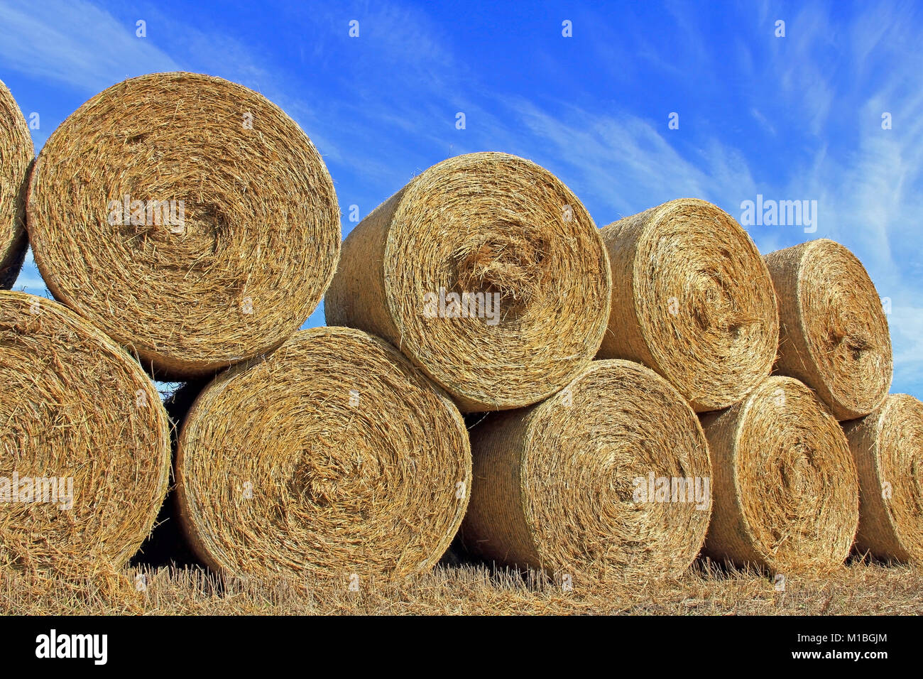 Stack of round hay bales by harvested field against blue sky in autumn. Stock Photo