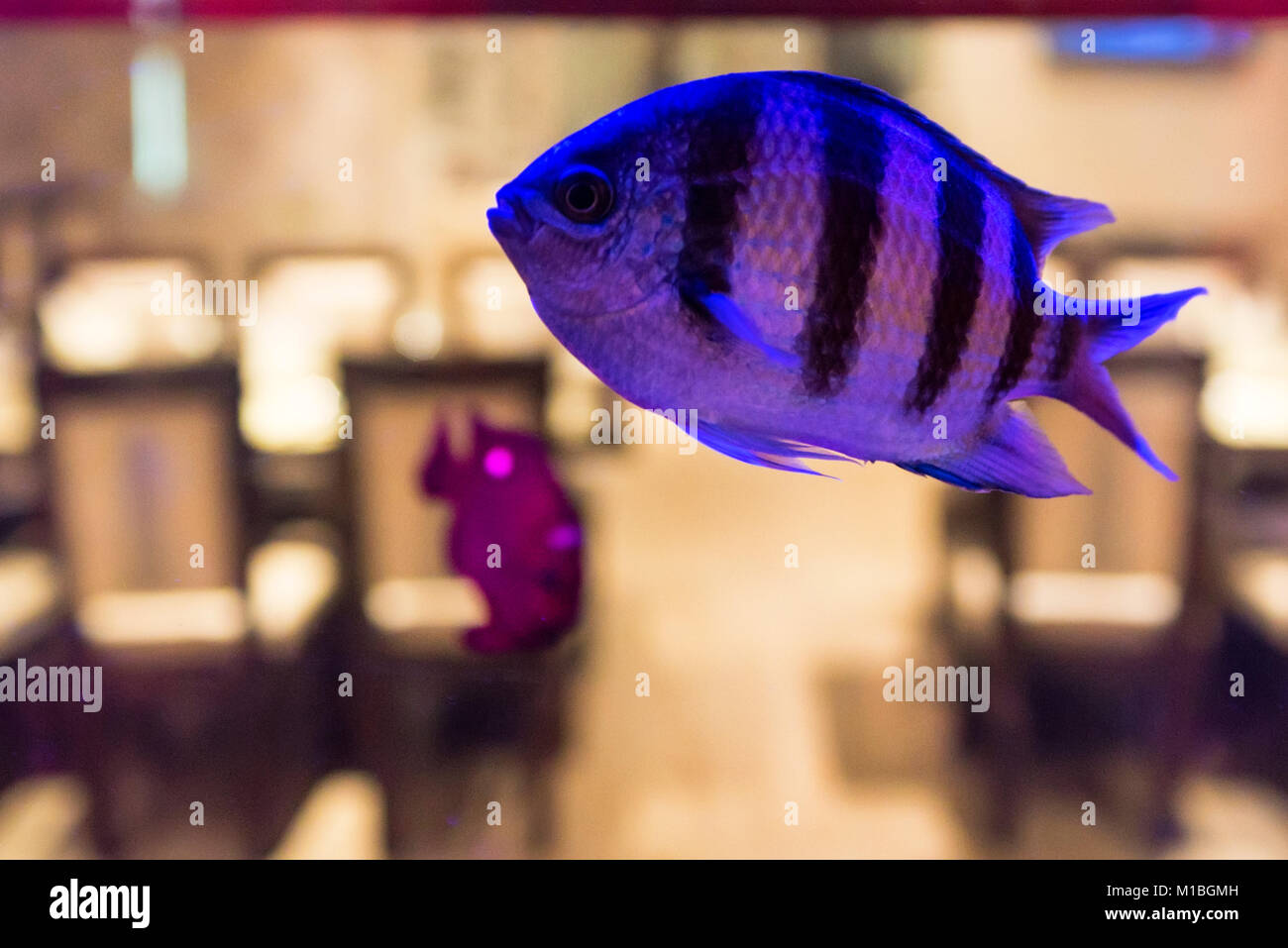 Small violet fish in public fishtank Stock Photo Alamy