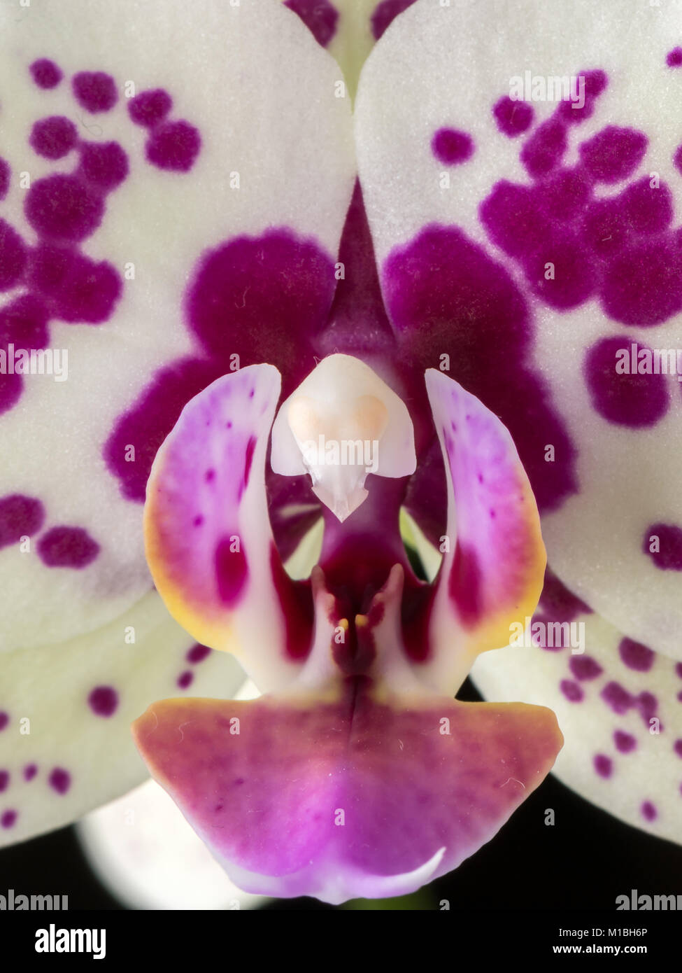 A closeup of a white and pink orchid ( Phaleonopsis) Stock Photo