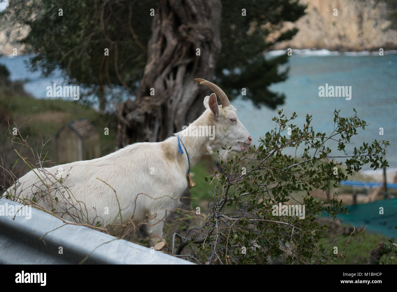 Goat On Guard Stock Photo Alamy