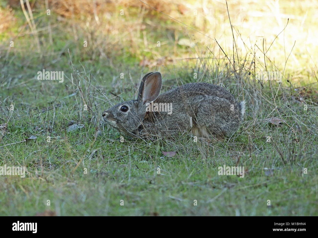 European Rabbit (Oryctolagus cuniculus algirus) male chinning (scent