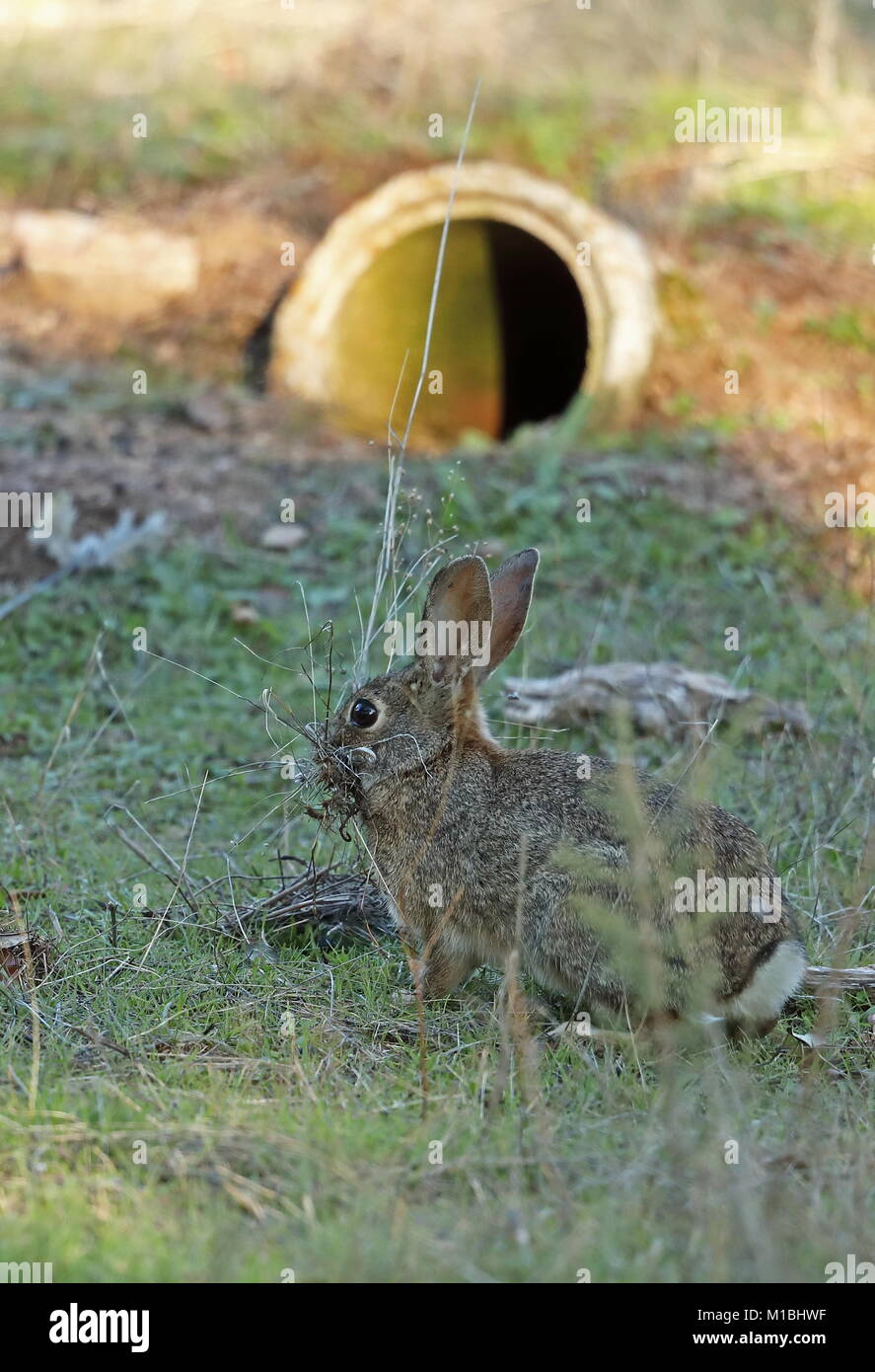 European Rabbit (Oryctolagus cuniculus algirus) female with grass for nest at entrance of artifical burrow, created for Iberian Lynx recovery program  Stock Photo
