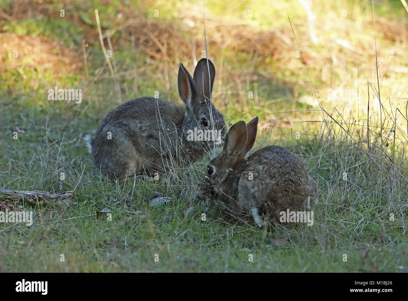 European Rabbit (Oryctolagus cuniculus algirus) female collecting bedding for nest, with male close by  Parque Natural Sierra de Andujar, Jean, Spain  Stock Photo