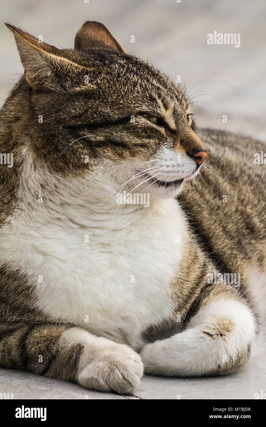 Close-up street cat portrait of European Shorthair breed Stock Photo