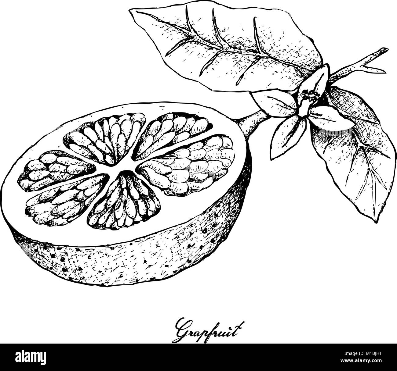 Fruit, Illustration Hand Drawn Sketch of Grapefruit Fruit Isolated on
