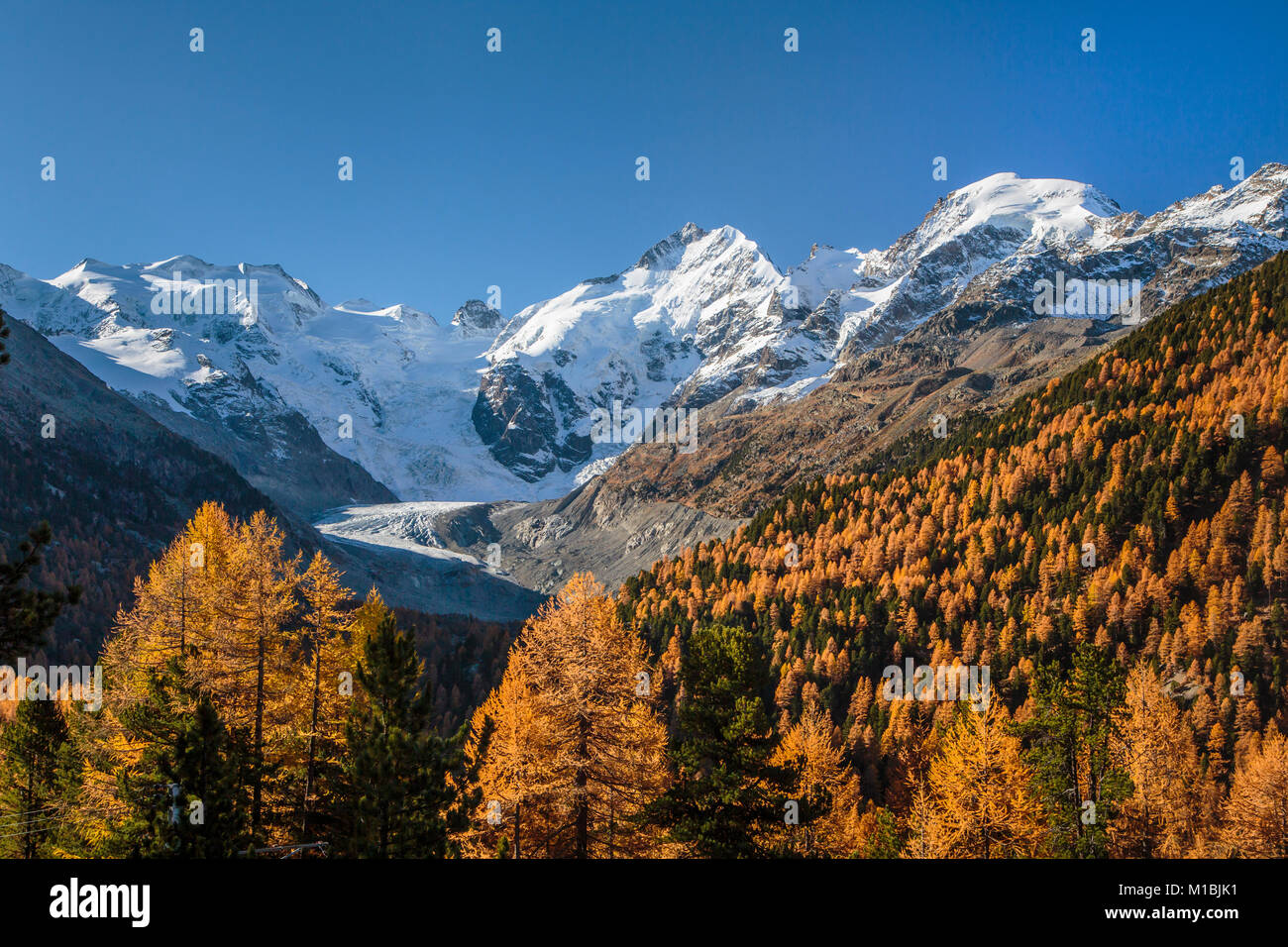 The snow capped Bernina peaks, Morteratsch Glacier and fall foliage ...