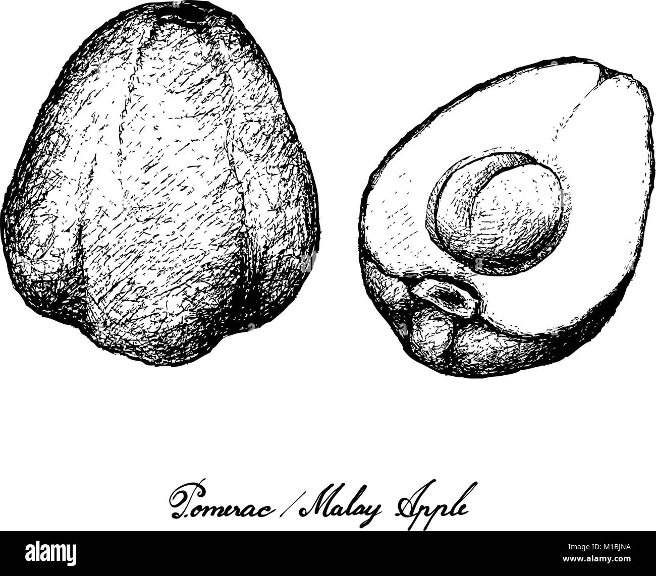 Fruit, Illustration Hand Drawn Sketch of Fresh Pomerac, Malay Rose Apple, Pomme Malac or Syzygium Malaccense Isolated on White Background. Stock Vector