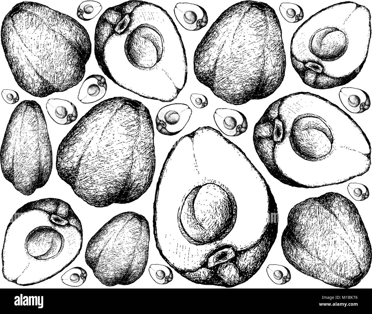 Fruit, Illustration Background of Hand Drawn Sketch of Fresh Pomerac, Malay Rose Apple, Pomme Malac or Syzygium Malaccense Fruits. Stock Vector
