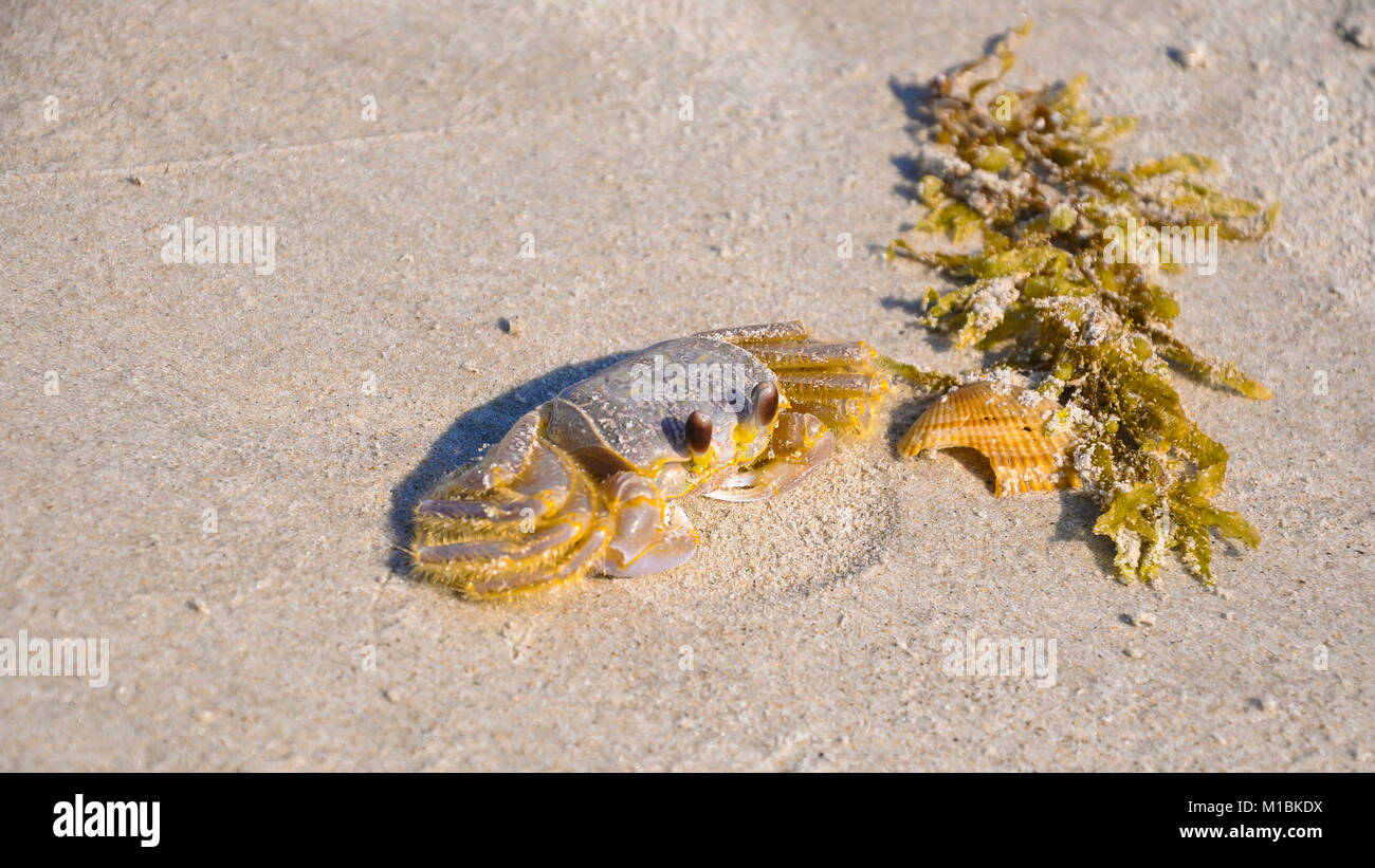 Crab gills High Resolution Stock Photography and Images Alamy