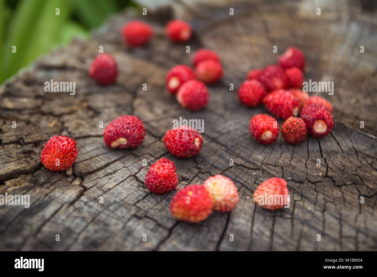 Ripe red berries of wild strawberry on a stump in a blur Stock Photo ...