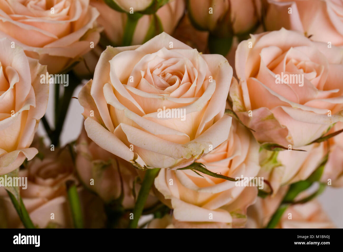 Pink roses bouquet isolated on white background Stock Photo - Alamy