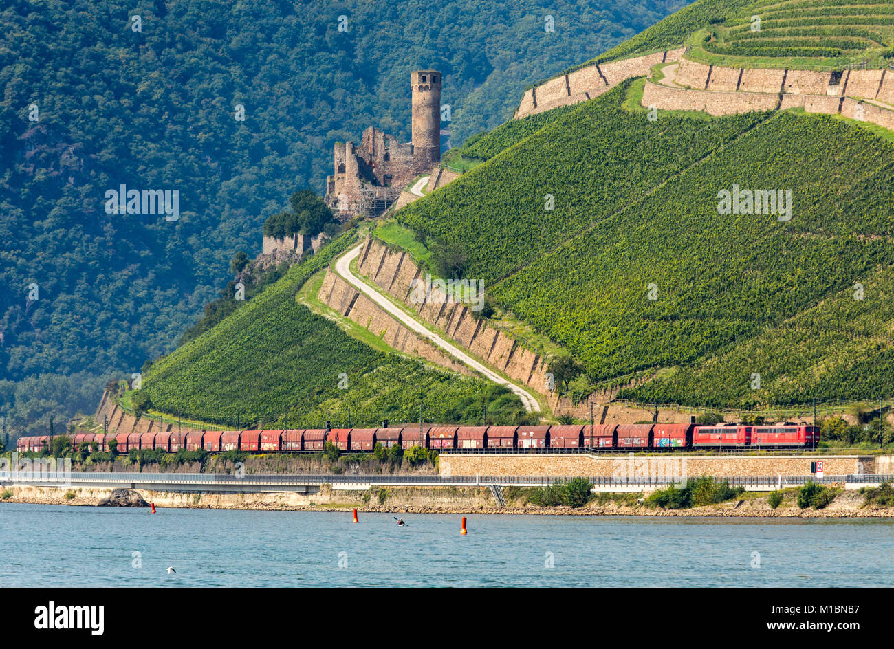 Freight train on the right side of the Rhine in the UNESCO World Heritage in the Upper Middle Rhine Valley, Ehrenfels castle ruins, vineyards near RŸd Stock Photo