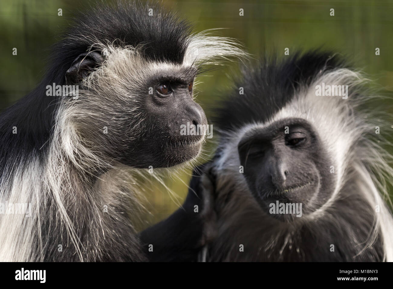 male & female colobus monkey Stock Photo