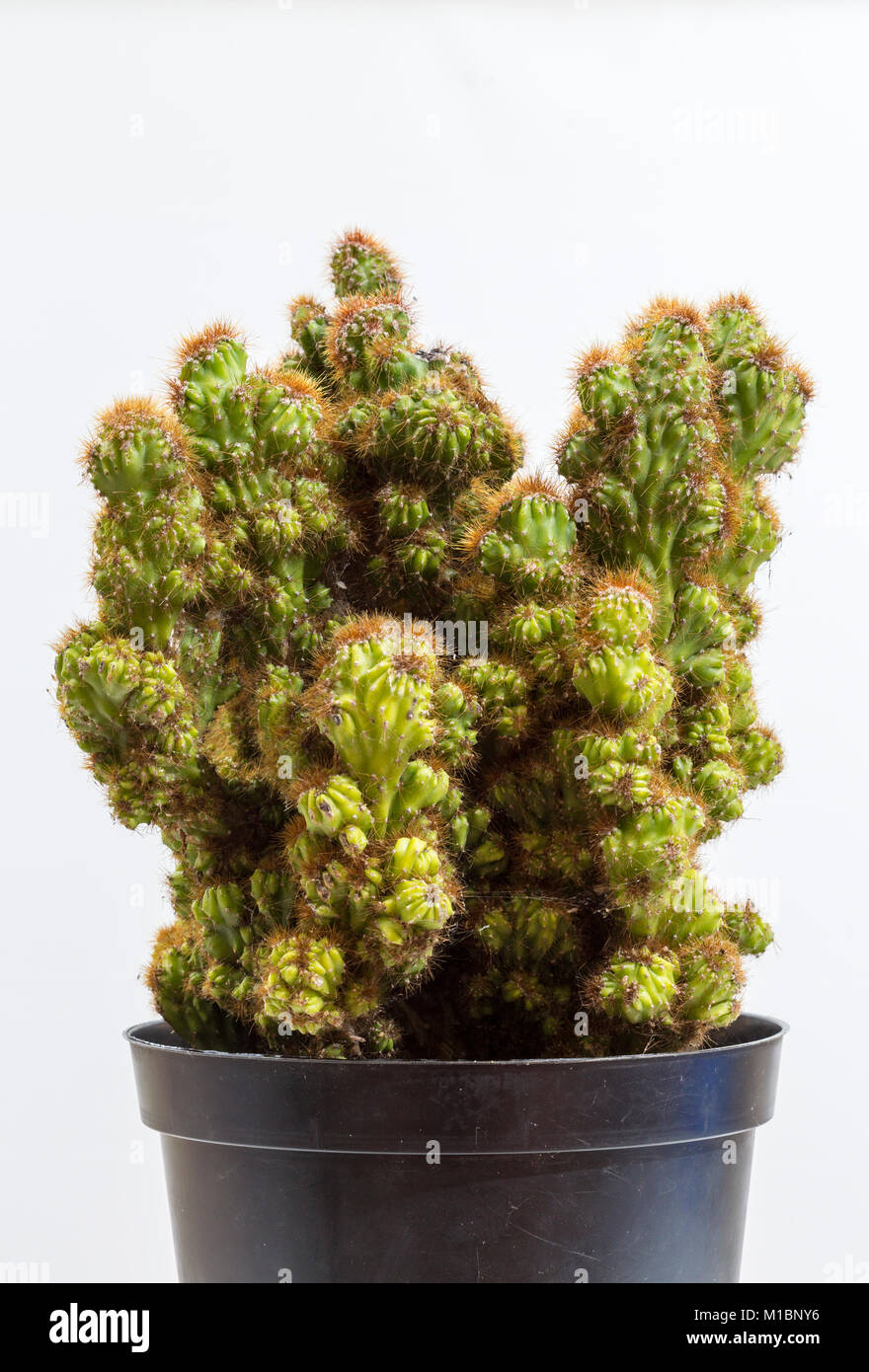 Cereus Pitahaya Monstrosus. A large cactus in a pot. Stock Photo