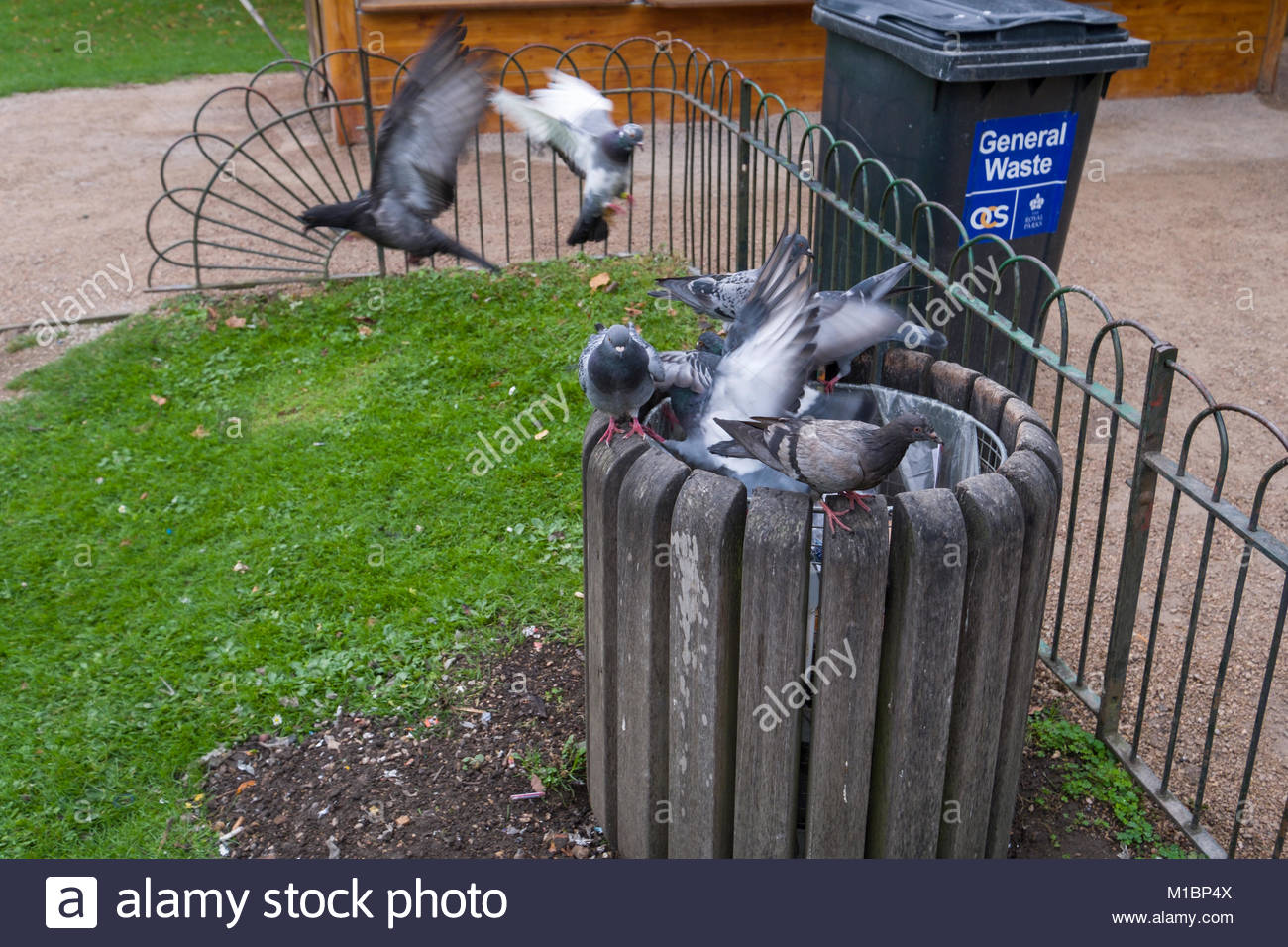 pigeons-flying-into-trash-can-in-search-of-food-st-jamess-park-city-M1BP4X.jpg