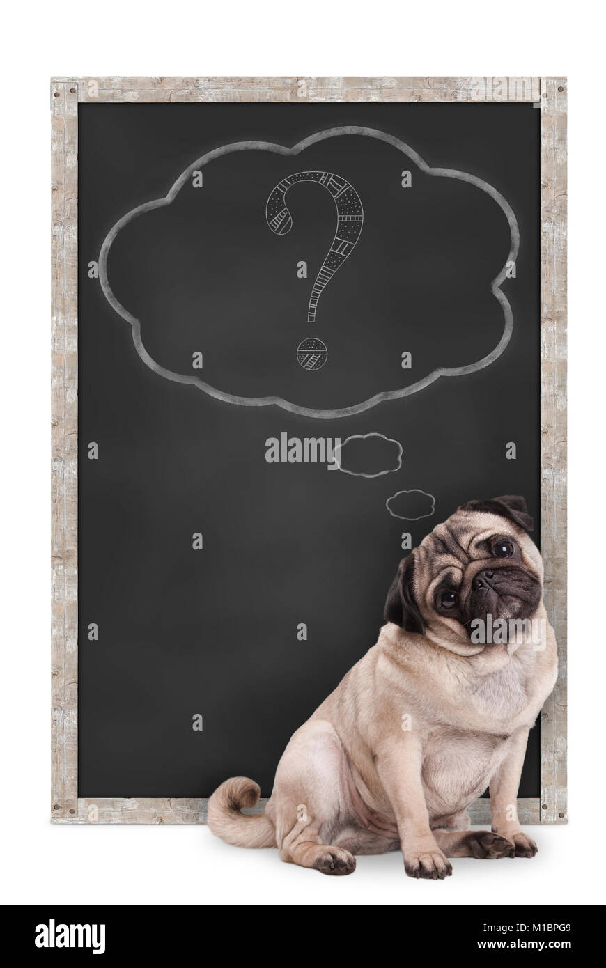sweet smart pug puppy dog sitting in front of  blackboard with chalk question mark in thought bubble, isolated on white background Stock Photo