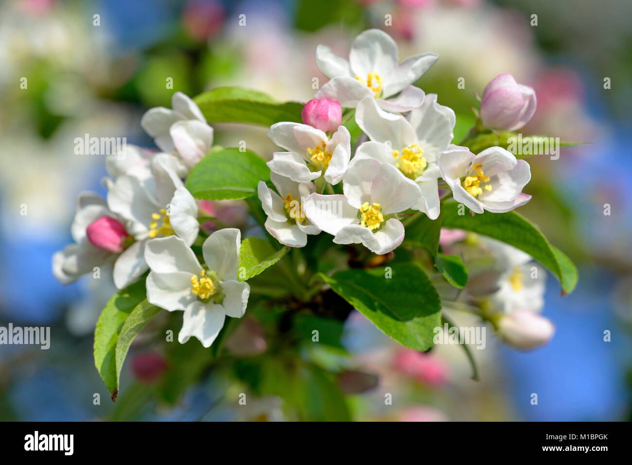 Apple tree (Malus), twig with flowers, Germany Stock Photo