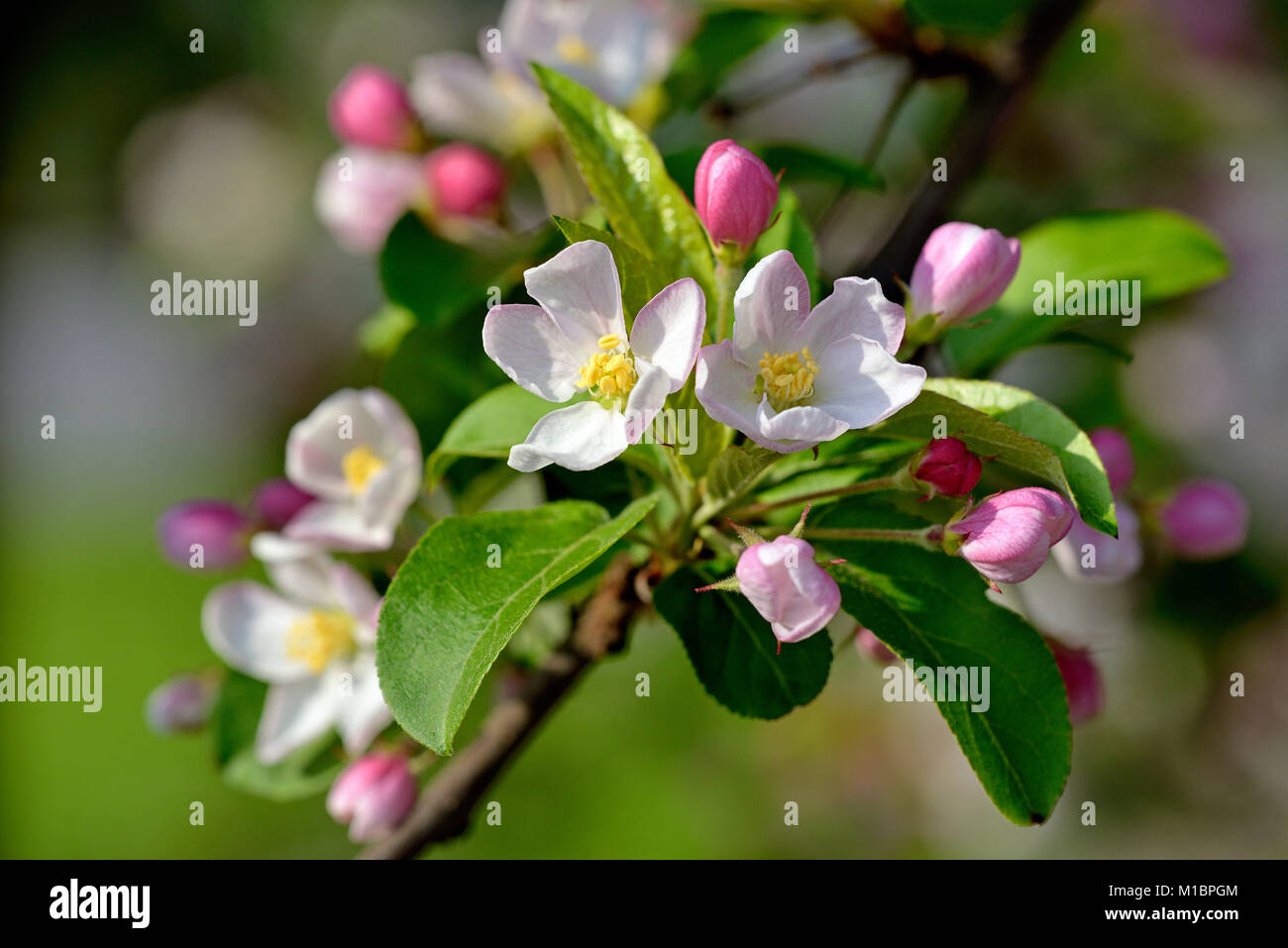 Apple tree (Malus), twig with flowers, Germany Stock Photo
