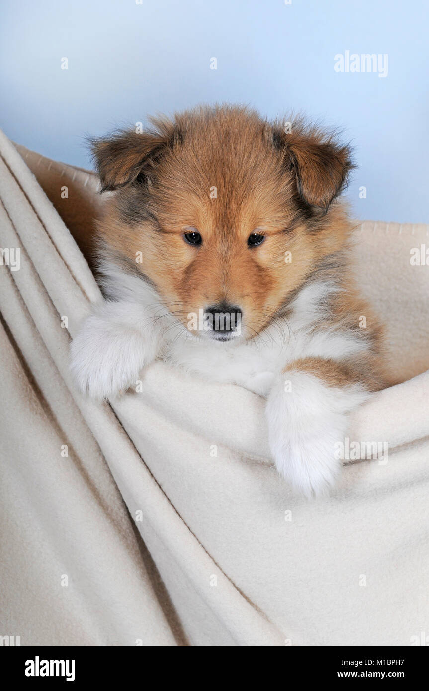Collie Longhair, sable, puppy 8 weeks, sitting in blanket Stock Photo