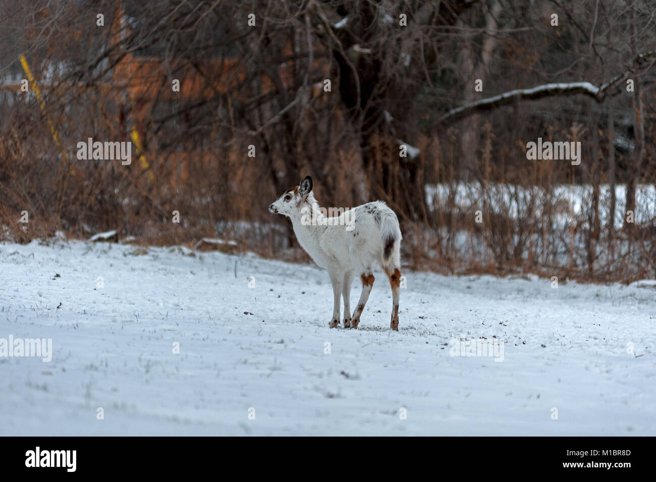 Piebald deer on snow covered field. Stock Photo