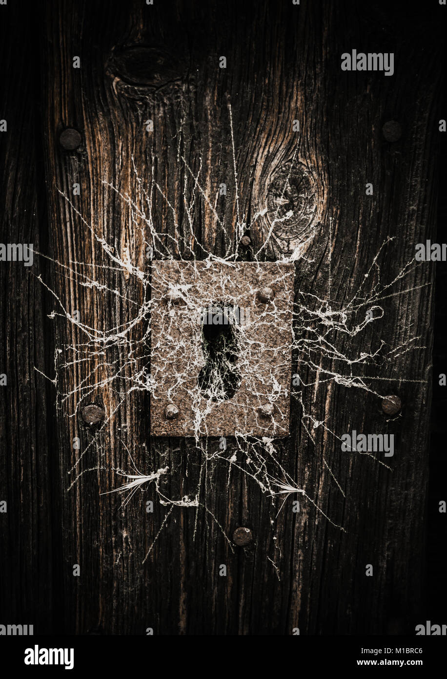 Trap door spider hi-res stock photography and images - Alamy