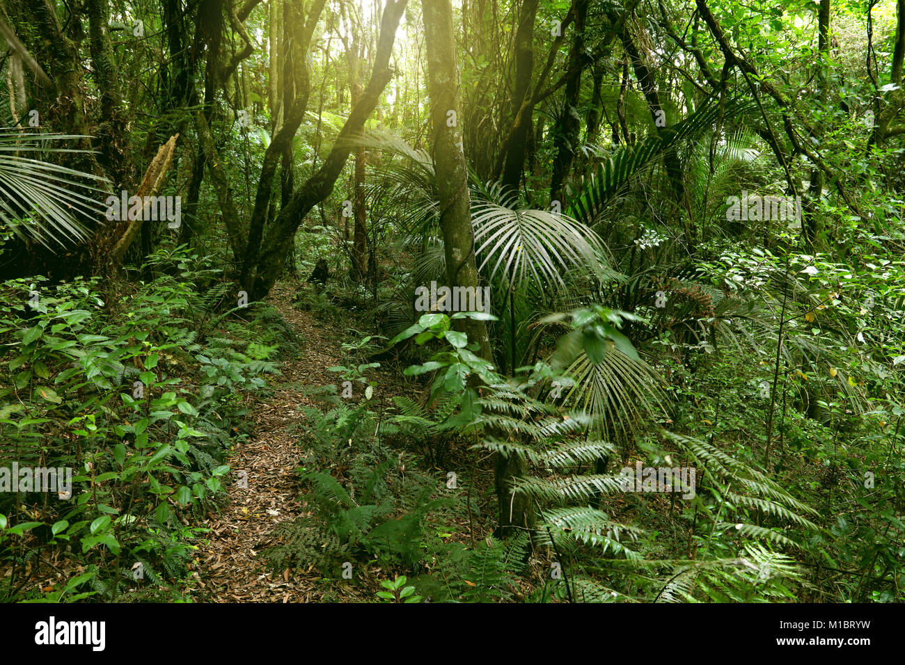 Lush green foliage in tropical jungle Stock Photo - Alamy