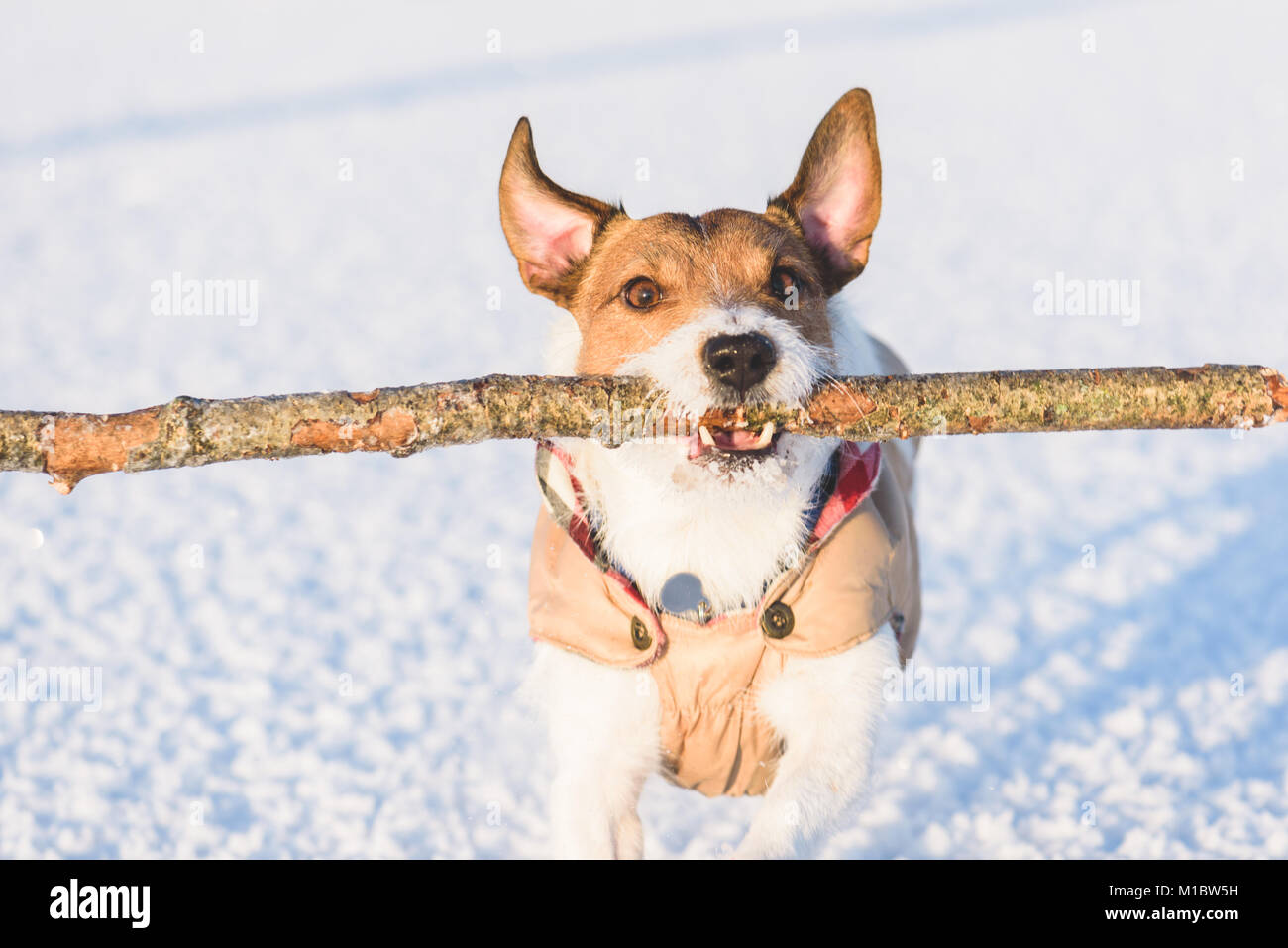Dog big stick hires stock photography and images Alamy