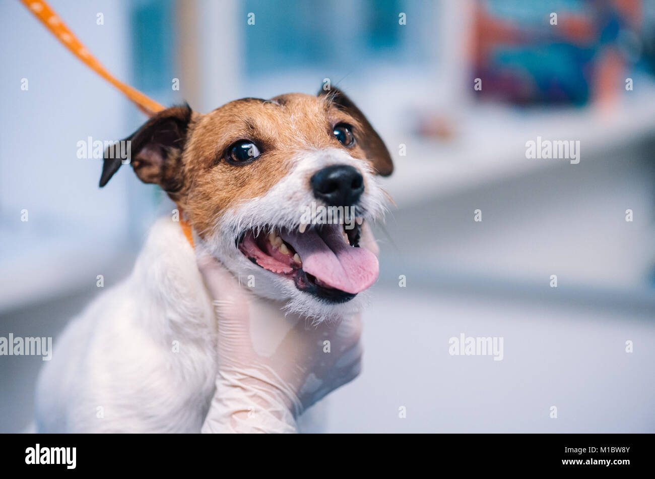 Groomer's hand holding dog during hair trimming at salon Stock Photo