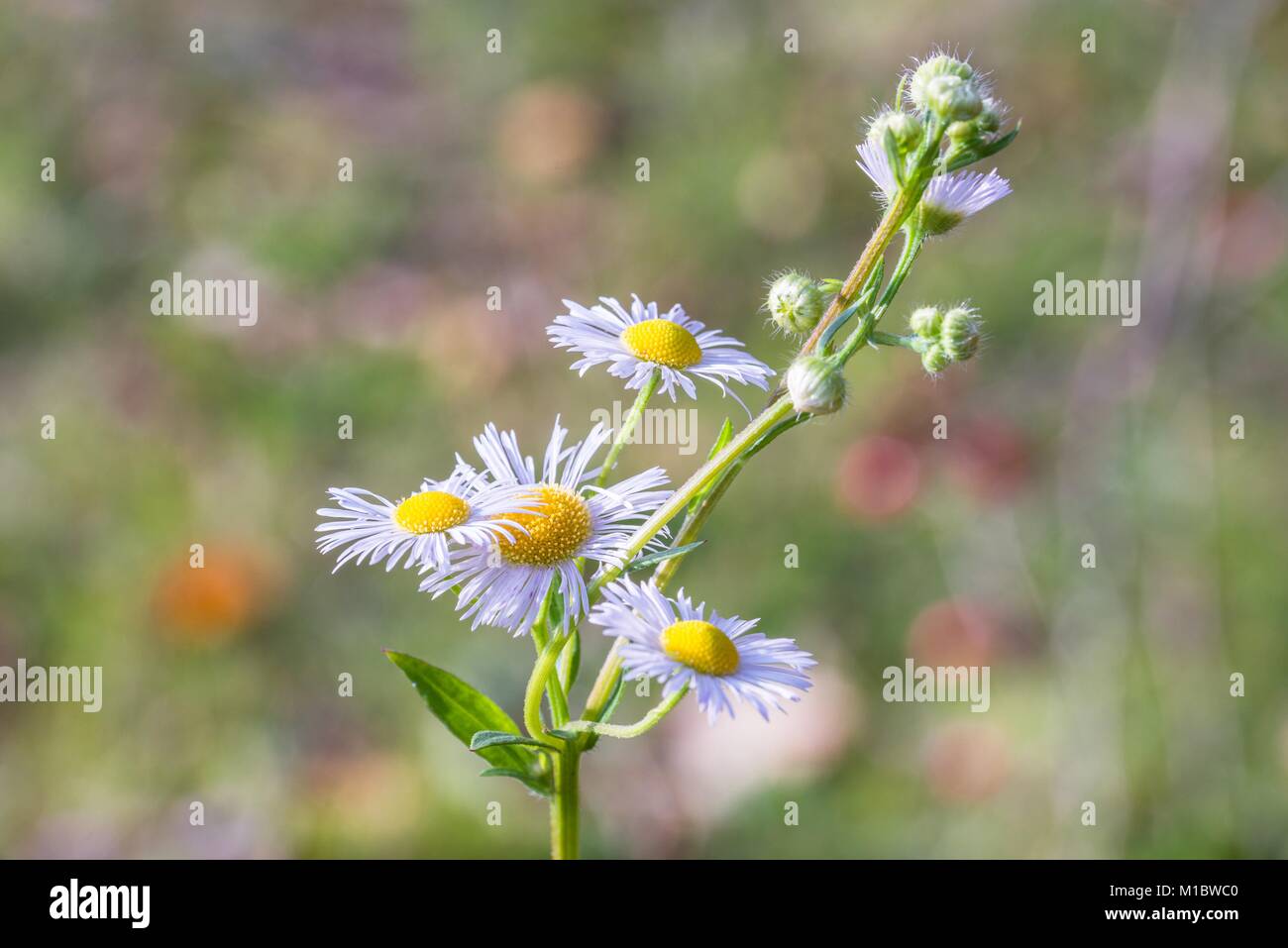 Erigeron flower in the sunlight Stock Photo